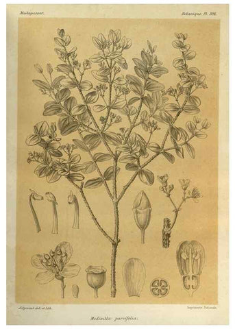 Reproducción/Reproduction 49786072311: Histoire physique, naturelle, et politique de Madagascar. Paris :Impr. nationale,1885-. 