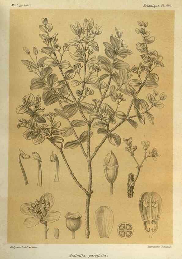 Reproducción/Reproduction 49786072311: Histoire physique, naturelle, et politique de Madagascar. Paris :Impr. nationale,1885-. 