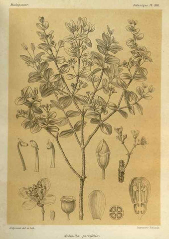Reproducción/Reproduction 49786072311: Histoire physique, naturelle, et politique de Madagascar. Paris :Impr. nationale,1885-. 