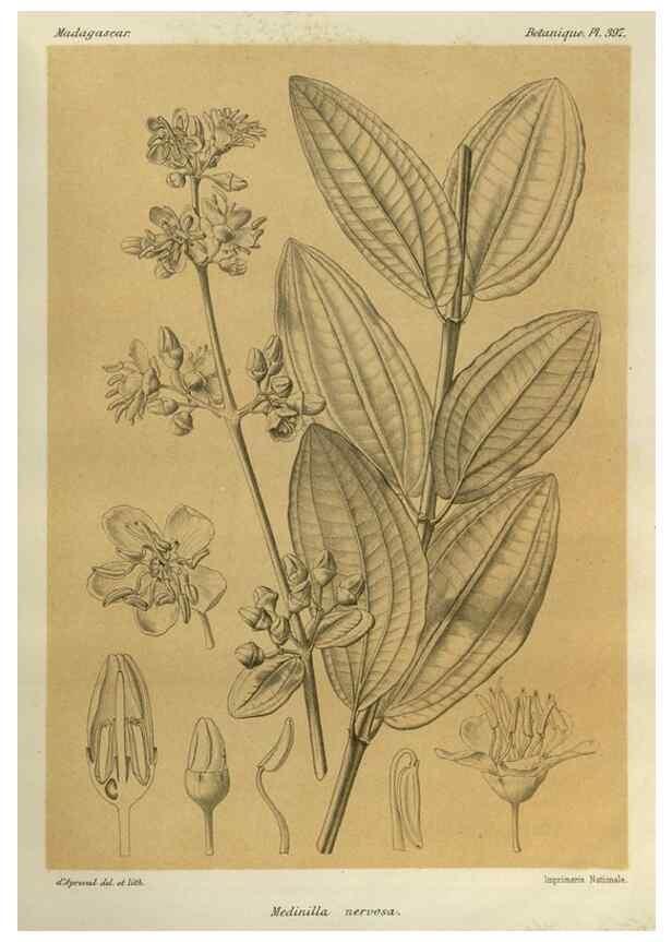 Reproducción/Reproduction 49785534103: Histoire physique, naturelle, et politique de Madagascar. Paris :Impr. nationale,1885-. 