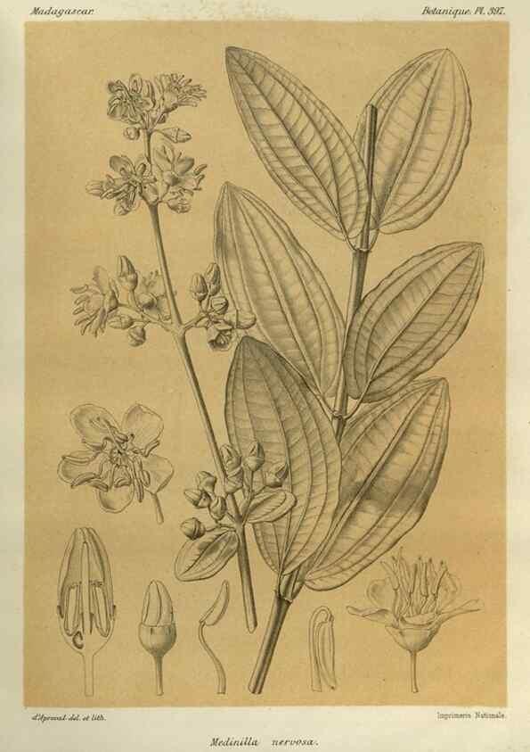 Reproducción/Reproduction 49785534103: Histoire physique, naturelle, et politique de Madagascar. Paris :Impr. nationale,1885-. 