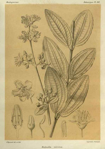 Reproducción/Reproduction 49785534103: Histoire physique, naturelle, et politique de Madagascar. Paris :Impr. nationale,1885-. 