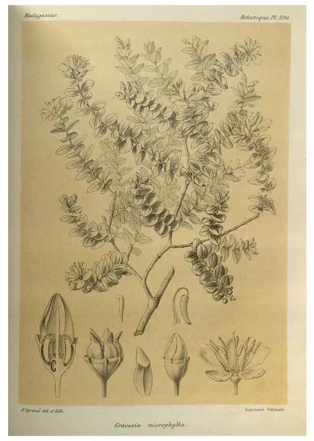 Reproducción/Reproduction 49786389607: Histoire physique, naturelle, et politique de Madagascar. Paris :Impr. nationale,1885-. 