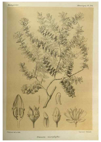 Reproducción/Reproduction 49786389607: Histoire physique, naturelle, et politique de Madagascar. Paris :Impr. nationale,1885-. 
