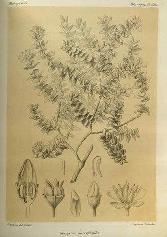 Reproducción/Reproduction 49786389607: Histoire physique, naturelle, et politique de Madagascar. Paris :Impr. nationale,1885-. 