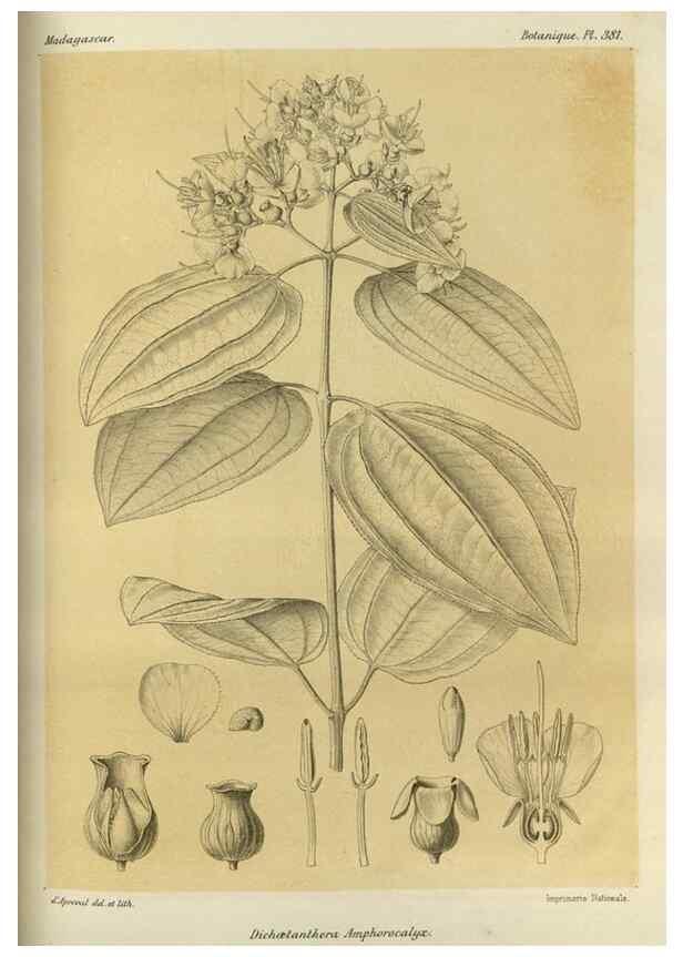 Reproducción/Reproduction 49786067476: Histoire physique, naturelle, et politique de Madagascar. Paris :Impr. nationale,1885-. 