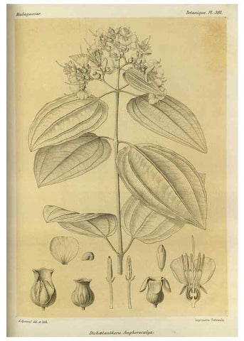 Reproducción/Reproduction 49786067476: Histoire physique, naturelle, et politique de Madagascar. Paris :Impr. nationale,1885-. 