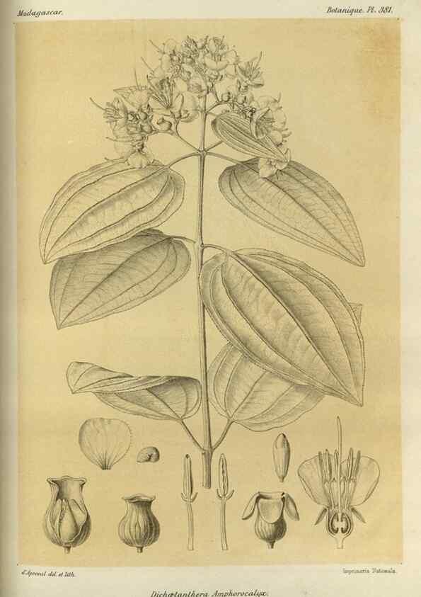 Reproducción/Reproduction 49786067476: Histoire physique, naturelle, et politique de Madagascar. Paris :Impr. nationale,1885-. 