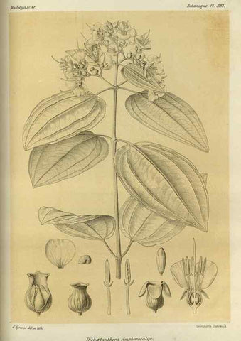 Reproducción/Reproduction 49786067476: Histoire physique, naturelle, et politique de Madagascar. Paris :Impr. nationale,1885-. 