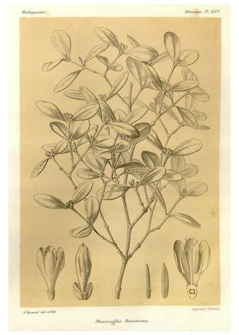 Reproducción/Reproduction 49786104921: Histoire physique, naturelle, et politique de Madagascar. Paris :Impr. nationale,1885-. 