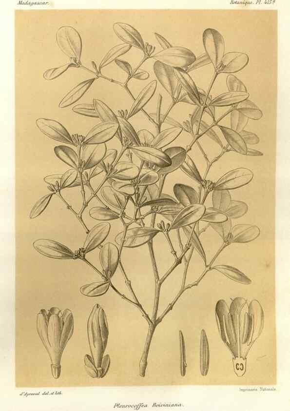 Reproducción/Reproduction 49786104921: Histoire physique, naturelle, et politique de Madagascar. Paris :Impr. nationale,1885-. 
