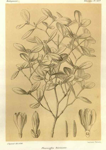 Reproducción/Reproduction 49786104921: Histoire physique, naturelle, et politique de Madagascar. Paris :Impr. nationale,1885-. 