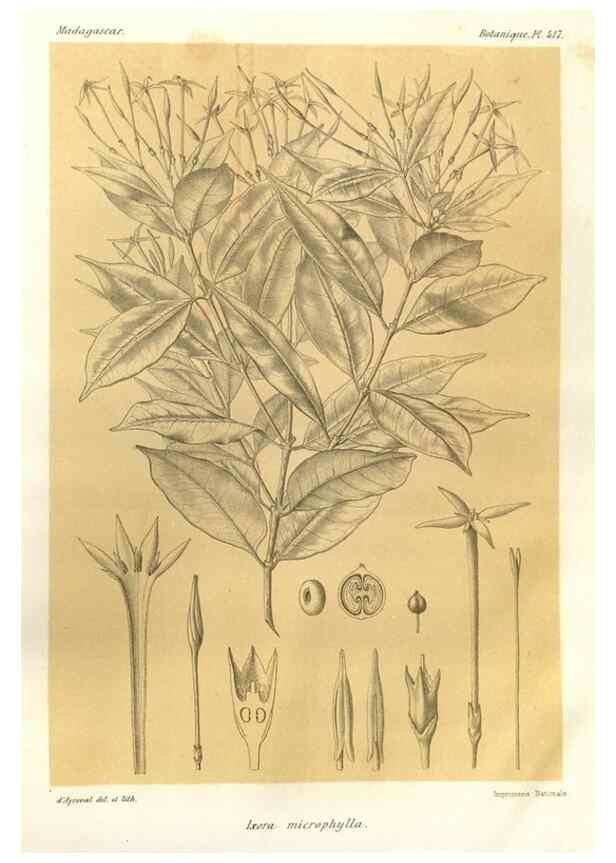 Reproducción/Reproduction 49785565983: Histoire physique, naturelle, et politique de Madagascar. Paris :Impr. nationale,1885-. 