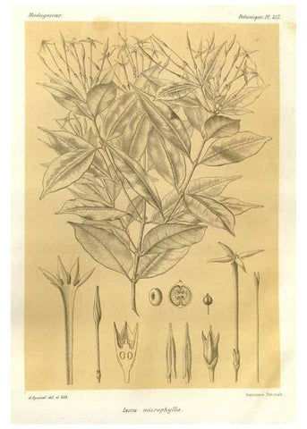 Reproducción/Reproduction 49785565983: Histoire physique, naturelle, et politique de Madagascar. Paris :Impr. nationale,1885-. 