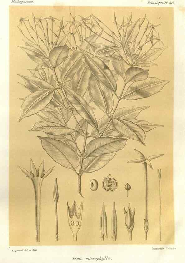 Reproducción/Reproduction 49785565983: Histoire physique, naturelle, et politique de Madagascar. Paris :Impr. nationale,1885-. 