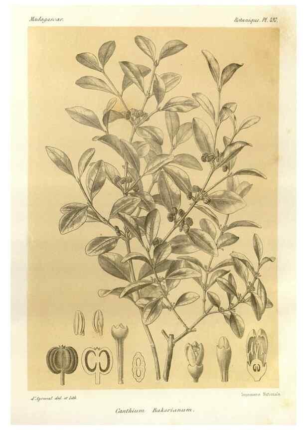 Reproducción/Reproduction 49785571498: Histoire physique, naturelle, et politique de Madagascar. Paris :Impr. nationale,1885-. 