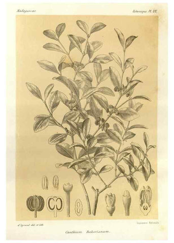 Reproducción/Reproduction 49785571498: Histoire physique, naturelle, et politique de Madagascar. Paris :Impr. nationale,1885-. 