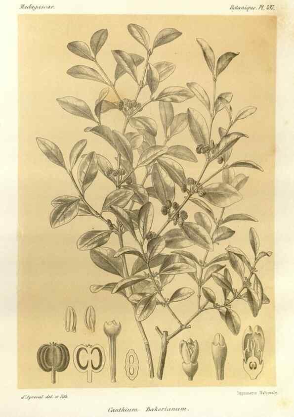 Reproducción/Reproduction 49785571498: Histoire physique, naturelle, et politique de Madagascar. Paris :Impr. nationale,1885-. 
