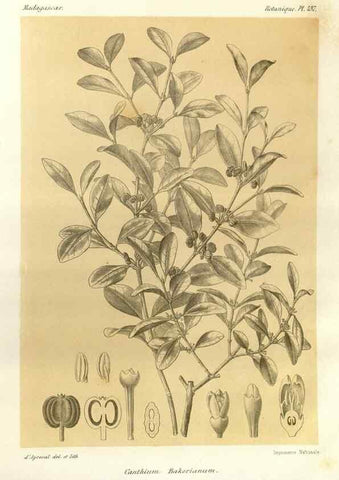 Reproducción/Reproduction 49785571498: Histoire physique, naturelle, et politique de Madagascar. Paris :Impr. nationale,1885-. 