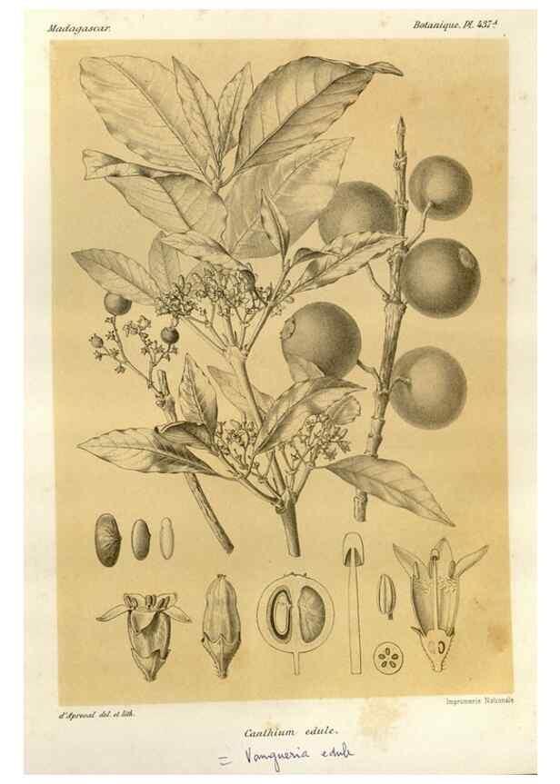 Reproducción/Reproduction 49786111306: Histoire physique, naturelle, et politique de Madagascar. Paris :Impr. nationale,1885-. 