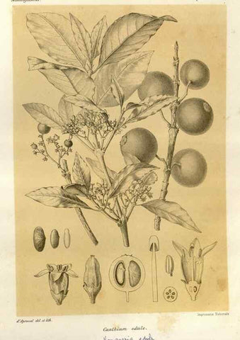 Reproducción/Reproduction 49786111306: Histoire physique, naturelle, et politique de Madagascar. Paris :Impr. nationale,1885-. 