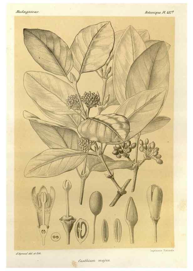 Reproducción/Reproduction 49786430752: Histoire physique, naturelle, et politique de Madagascar. Paris :Impr. nationale,1885-. 