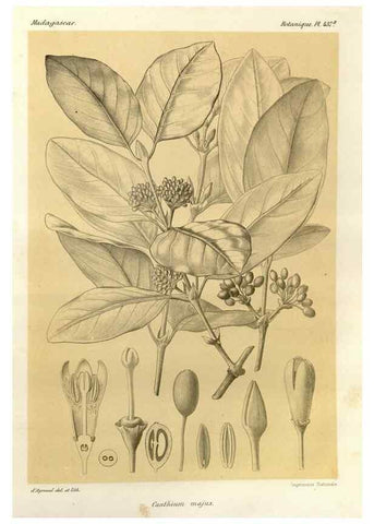 Reproducción/Reproduction 49786430752: Histoire physique, naturelle, et politique de Madagascar. Paris :Impr. nationale,1885-. 