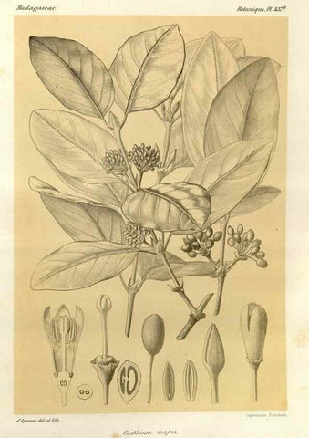 Reproducción/Reproduction 49786430752: Histoire physique, naturelle, et politique de Madagascar. Paris :Impr. nationale,1885-. 