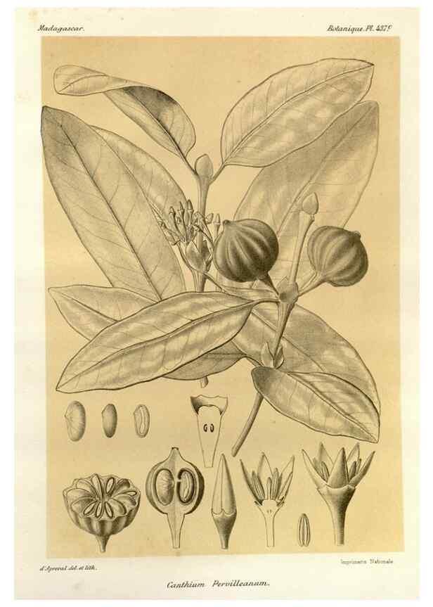 Reproducción/Reproduction 49786111756: Histoire physique, naturelle, et politique de Madagascar. Paris :Impr. nationale,1885-. 