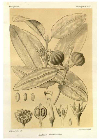 Reproducción/Reproduction 49786111756: Histoire physique, naturelle, et politique de Madagascar. Paris :Impr. nationale,1885-. 