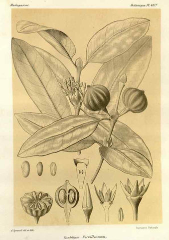 Reproducción/Reproduction 49786111756: Histoire physique, naturelle, et politique de Madagascar. Paris :Impr. nationale,1885-. 