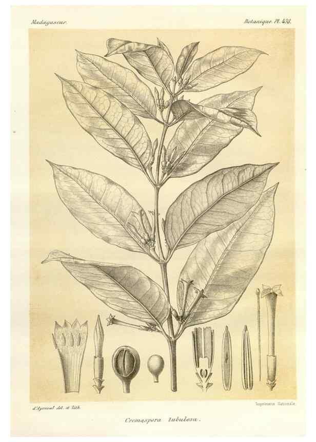 Reproducción/Reproduction 49786431252: Histoire physique, naturelle, et politique de Madagascar. Paris :Impr. nationale,1885-. 