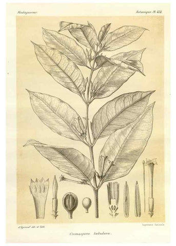 Reproducción/Reproduction 49786431252: Histoire physique, naturelle, et politique de Madagascar. Paris :Impr. nationale,1885-. 