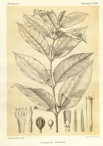 Reproducción/Reproduction 49786431252: Histoire physique, naturelle, et politique de Madagascar. Paris :Impr. nationale,1885-. 