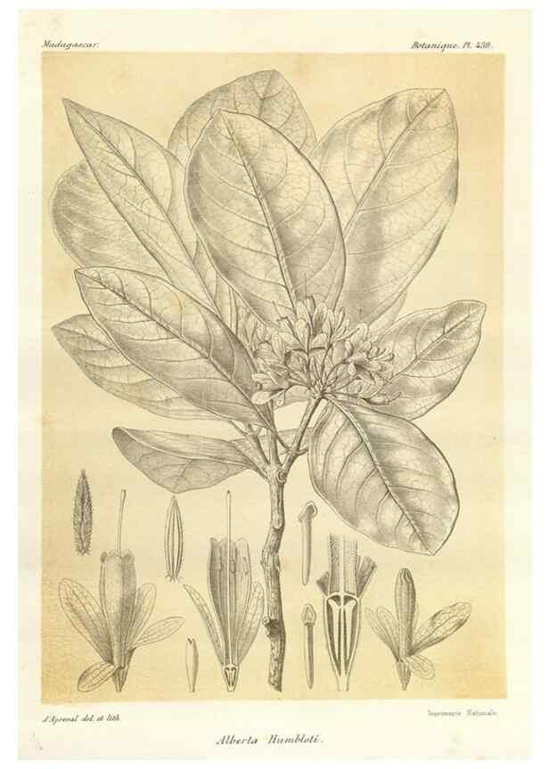 Reproducción/Reproduction 49786112141: Histoire physique, naturelle, et politique de Madagascar. Paris :Impr. nationale,1885-. 