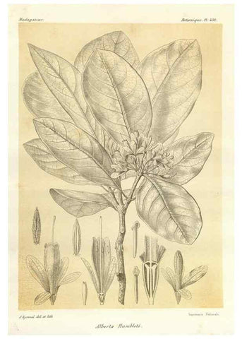 Reproducción/Reproduction 49786112141: Histoire physique, naturelle, et politique de Madagascar. Paris :Impr. nationale,1885-. 