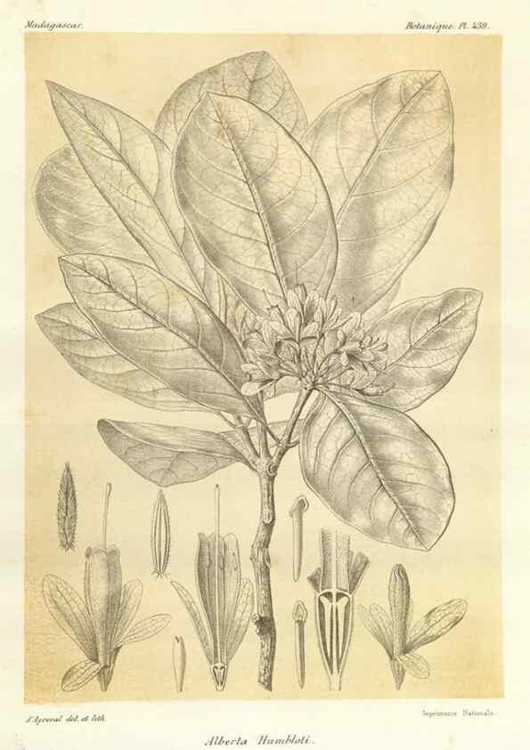 Reproducción/Reproduction 49786112141: Histoire physique, naturelle, et politique de Madagascar. Paris :Impr. nationale,1885-. 