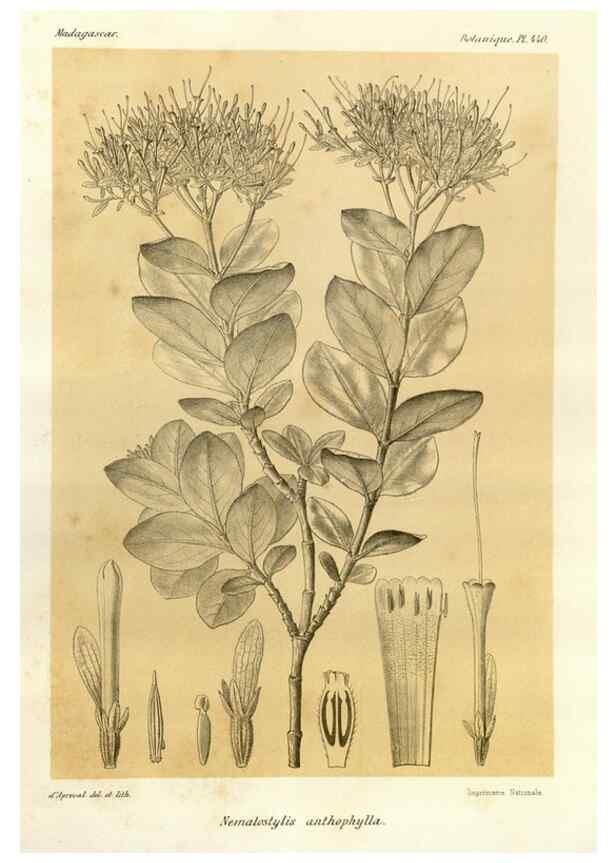 Reproducción/Reproduction 49786112326: Histoire physique, naturelle, et politique de Madagascar. Paris :Impr. nationale,1885-. 