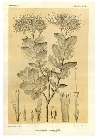 Reproducción/Reproduction 49786112326: Histoire physique, naturelle, et politique de Madagascar. Paris :Impr. nationale,1885-. 