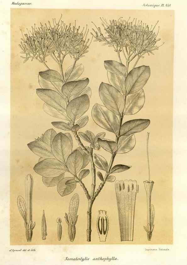 Reproducción/Reproduction 49786112326: Histoire physique, naturelle, et politique de Madagascar. Paris :Impr. nationale,1885-. 