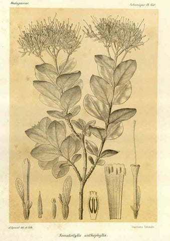 Reproducción/Reproduction 49786112326: Histoire physique, naturelle, et politique de Madagascar. Paris :Impr. nationale,1885-. 