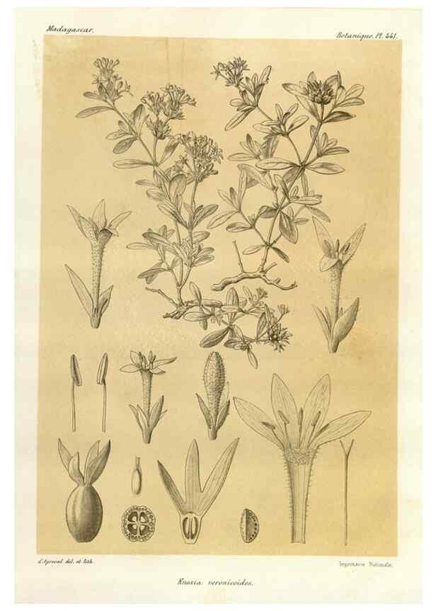 Reproducción/Reproduction 49785573138: Histoire physique, naturelle, et politique de Madagascar. Paris :Impr. nationale,1885-. 