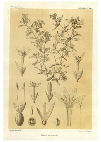 Reproducción/Reproduction 49785573138: Histoire physique, naturelle, et politique de Madagascar. Paris :Impr. nationale,1885-. 