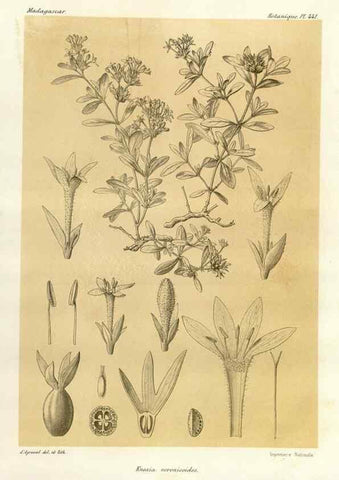 Reproducción/Reproduction 49785573138: Histoire physique, naturelle, et politique de Madagascar. Paris :Impr. nationale,1885-. 