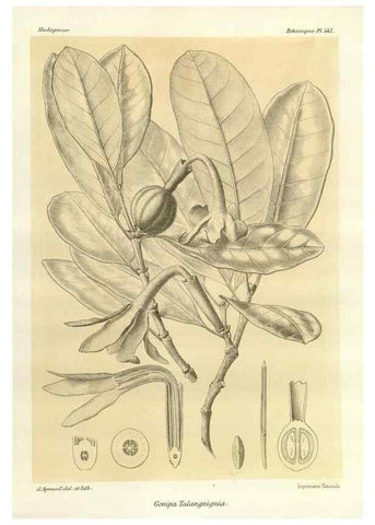 Reproducción/Reproduction 49785573328: Histoire physique, naturelle, et politique de Madagascar. Paris :Impr. nationale,1885-. 
