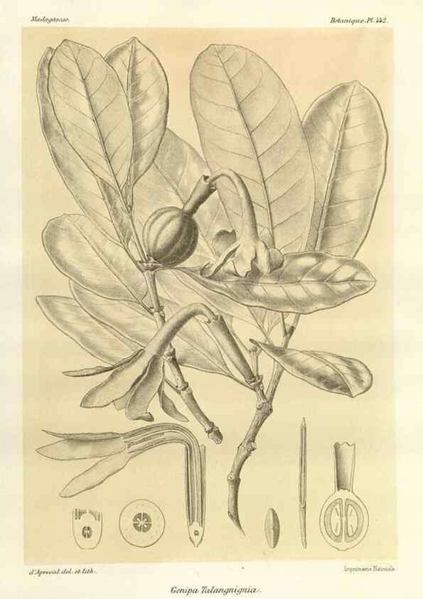 Reproducción/Reproduction 49785573328: Histoire physique, naturelle, et politique de Madagascar. Paris :Impr. nationale,1885-. 