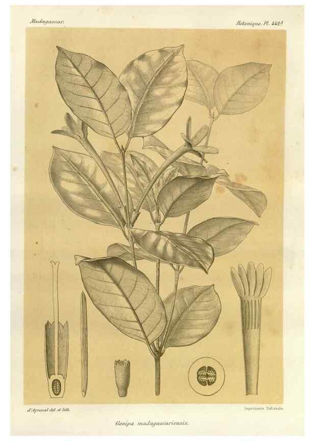 Reproducción/Reproduction 49786432157: Histoire physique, naturelle, et politique de Madagascar. Paris :Impr. nationale,1885-. 