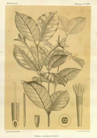 Reproducción/Reproduction 49786432157: Histoire physique, naturelle, et politique de Madagascar. Paris :Impr. nationale,1885-. 