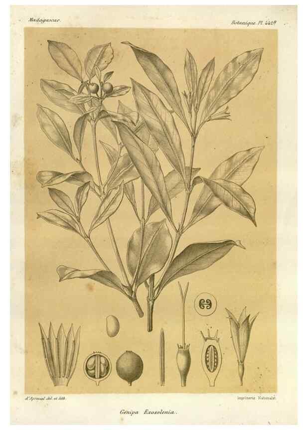 Reproducción/Reproduction 49786113236: Histoire physique, naturelle, et politique de Madagascar. Paris :Impr. nationale,1885-. 