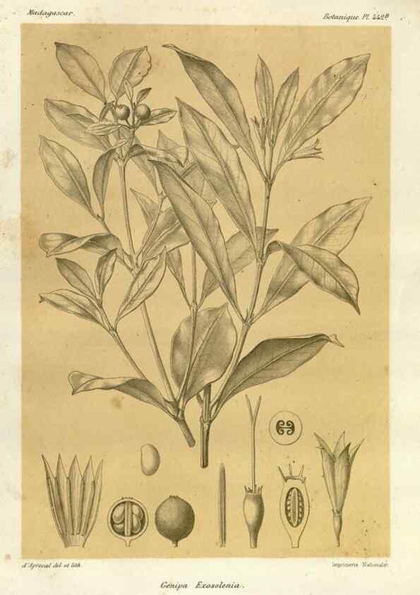 Reproducción/Reproduction 49786113236: Histoire physique, naturelle, et politique de Madagascar. Paris :Impr. nationale,1885-. 